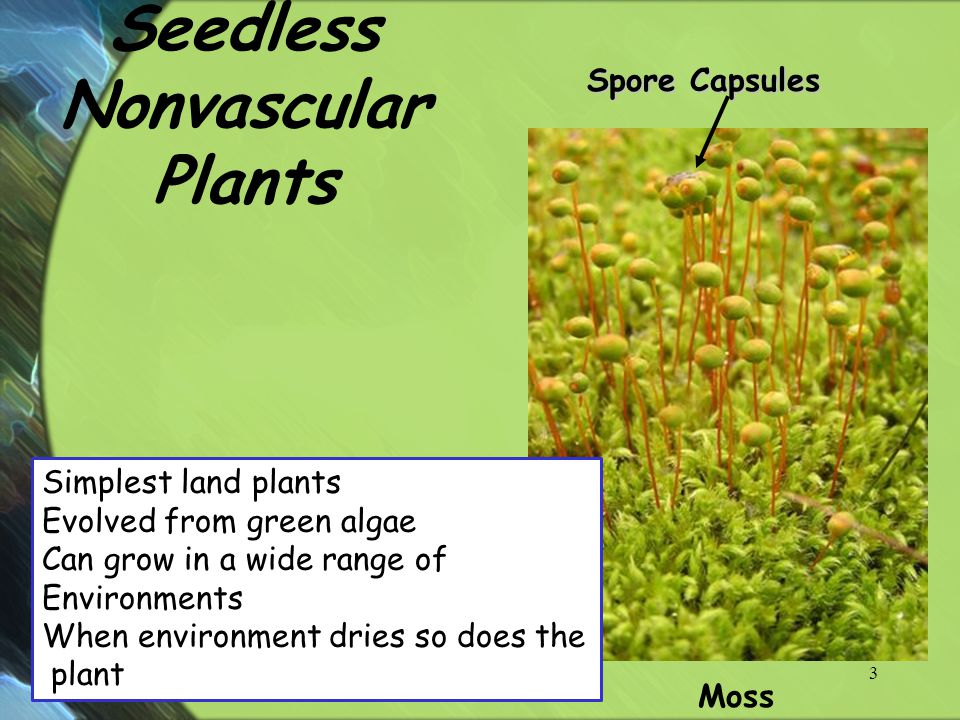 Seedless Nonvascular Plants