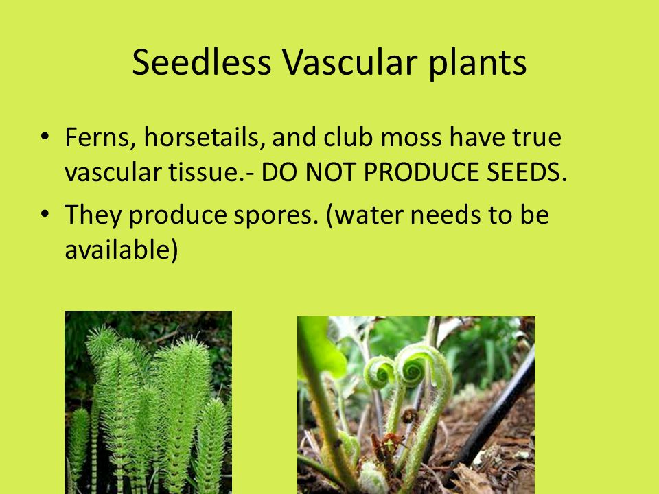 Seedless Vascular plants
