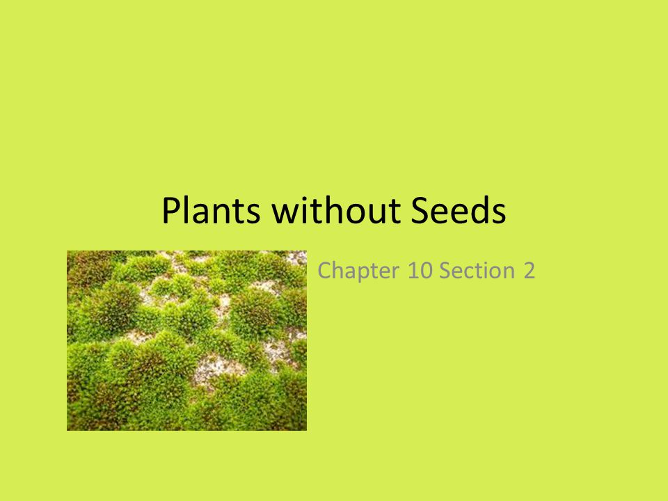 Plants without Seeds Chapter 10 Section 2