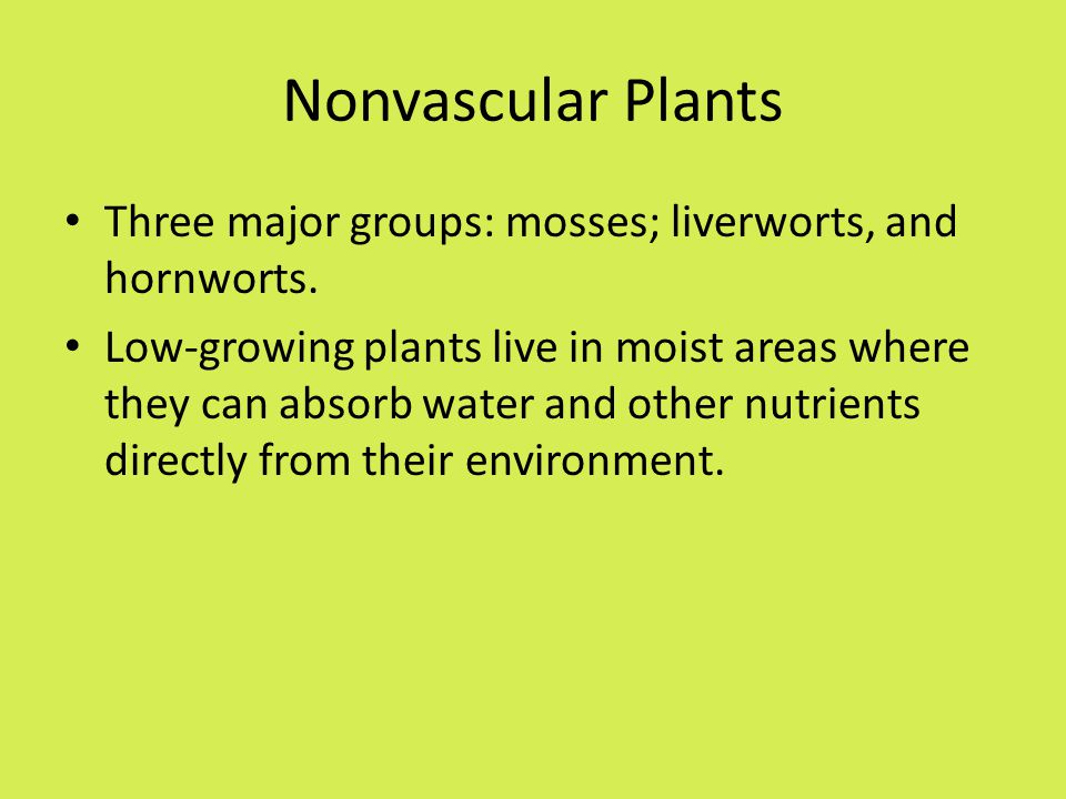 Nonvascular Plants Three major groups: mosses; liverworts, and hornworts.