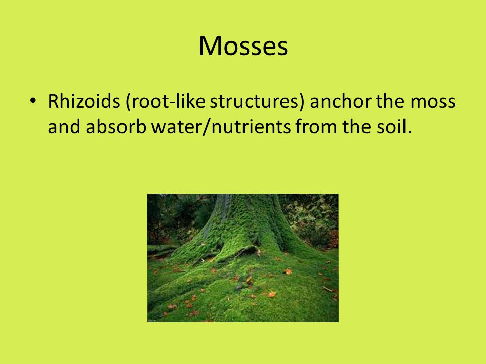 Mosses Rhizoids (root-like structures) anchor the moss and absorb water/nutrients from the soil.