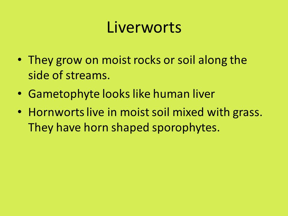 Liverworts They grow on moist rocks or soil along the side of streams.