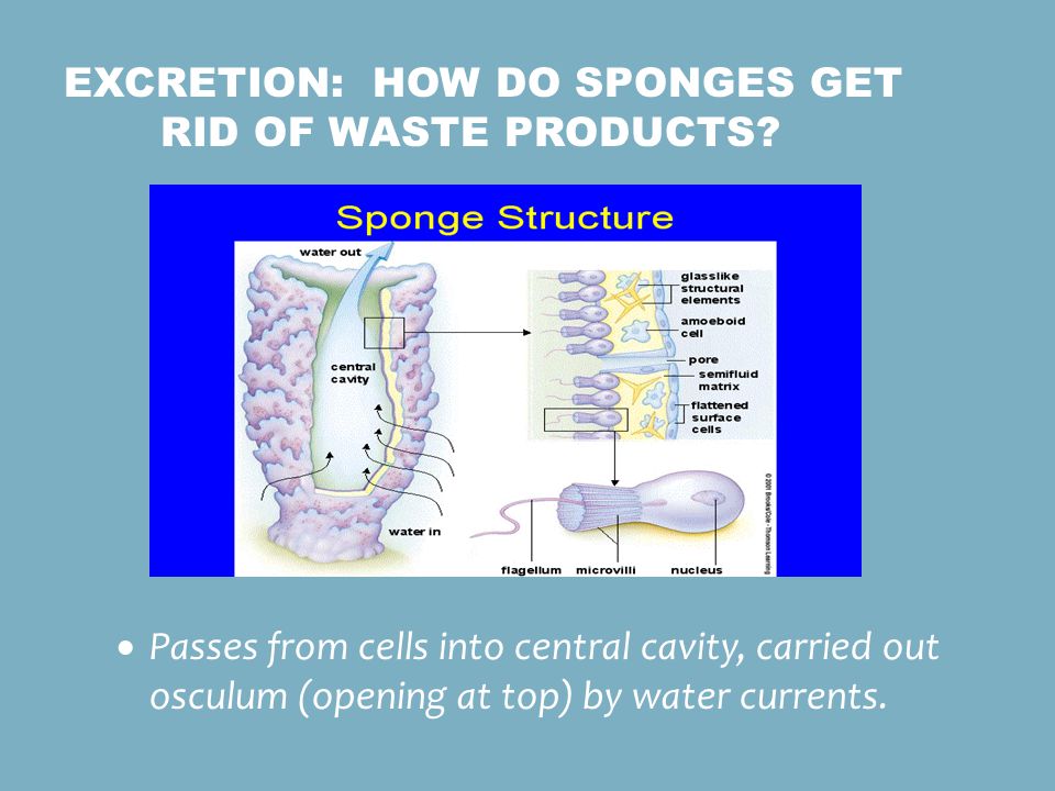 Excretion: How do sponges get rid of waste products