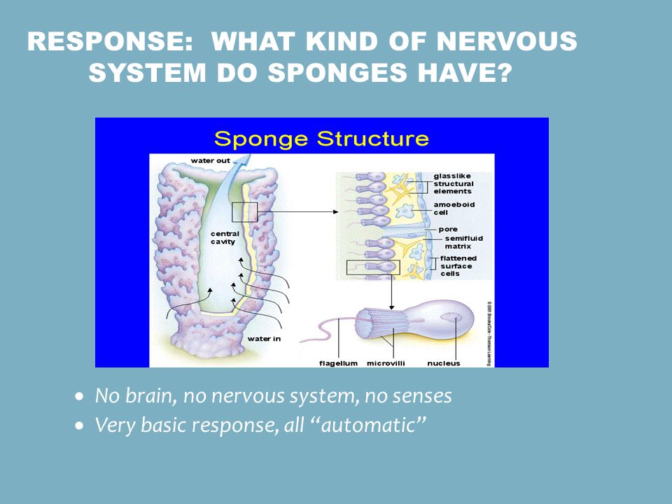 Response: What kind of nervous system do sponges have