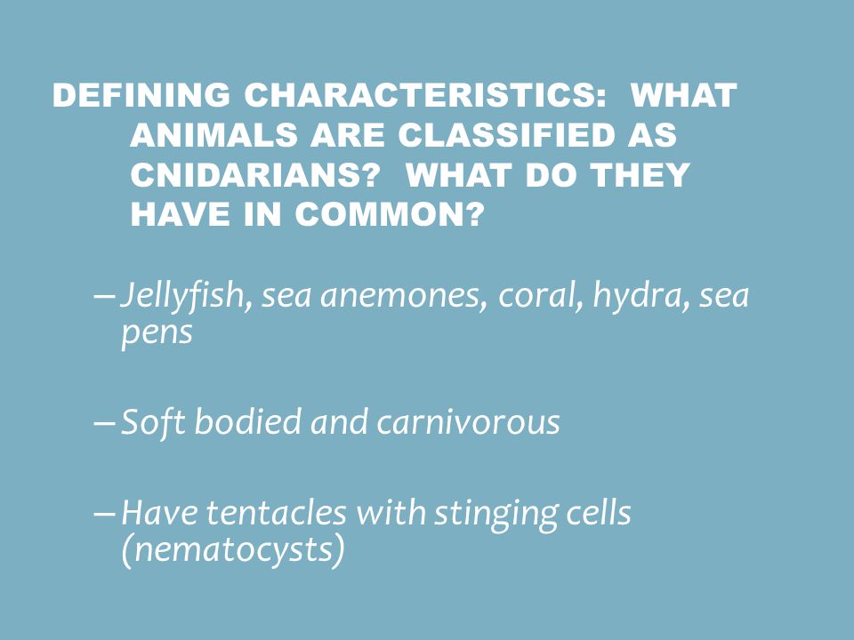 Jellyfish, sea anemones, coral, hydra, sea pens
