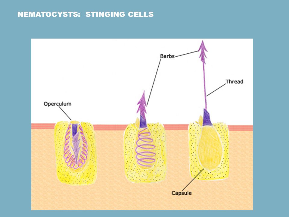 Nematocysts: Stinging Cells