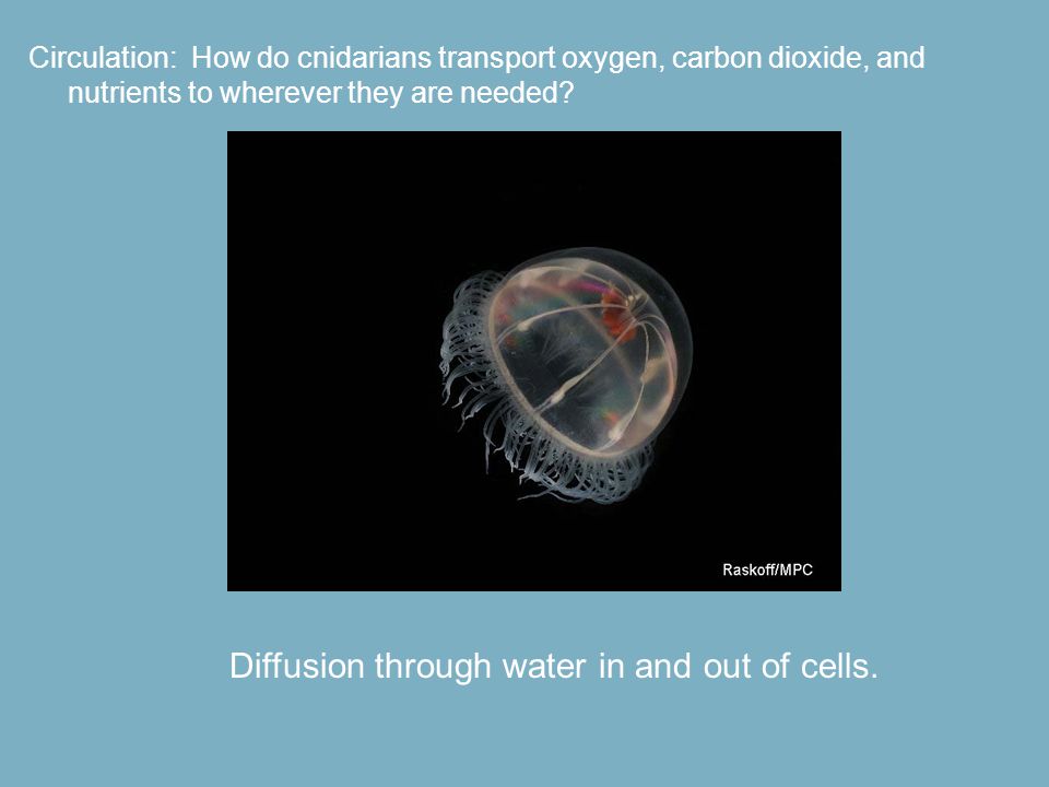Diffusion through water in and out of cells.