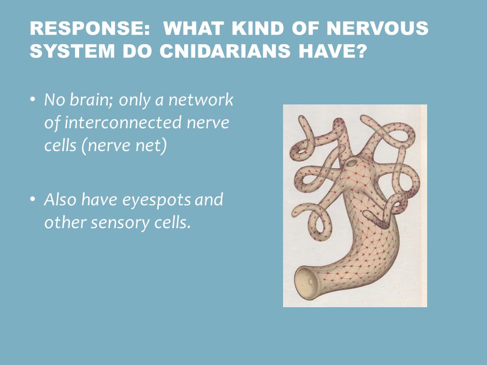 Response: What kind of nervous system do cnidarians have