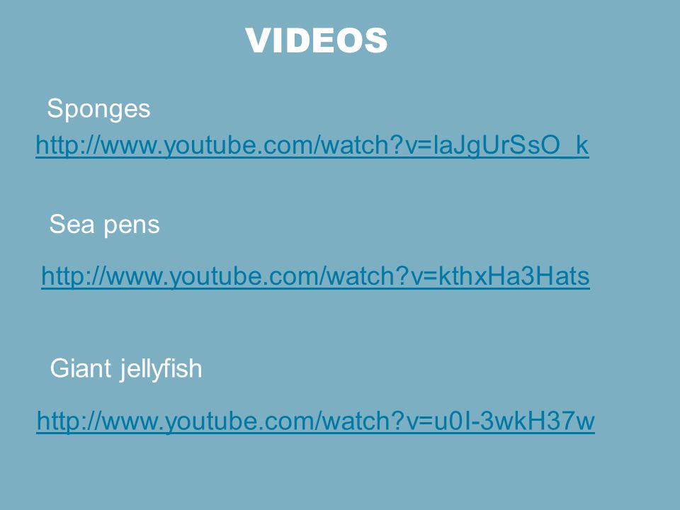 Videos Sponges   v=laJgUrSsO_k Sea pens