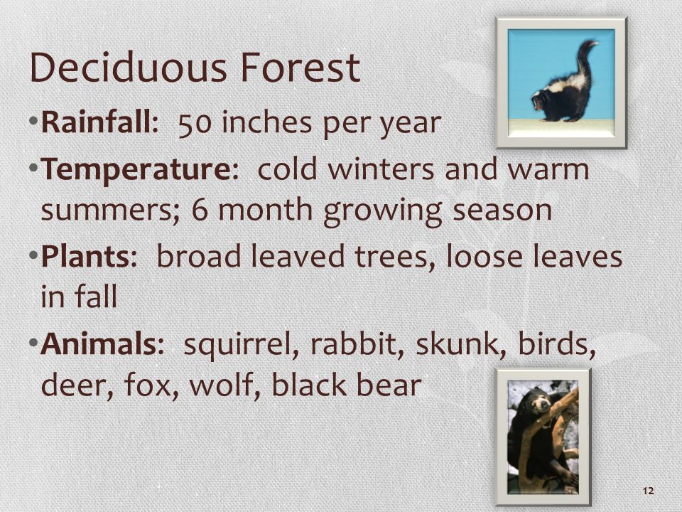 Deciduous Forest Rainfall: 50 inches per year