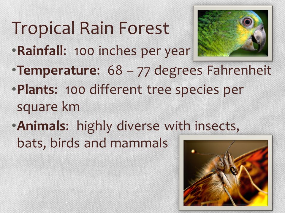 Tropical Rain Forest Rainfall: 100 inches per year