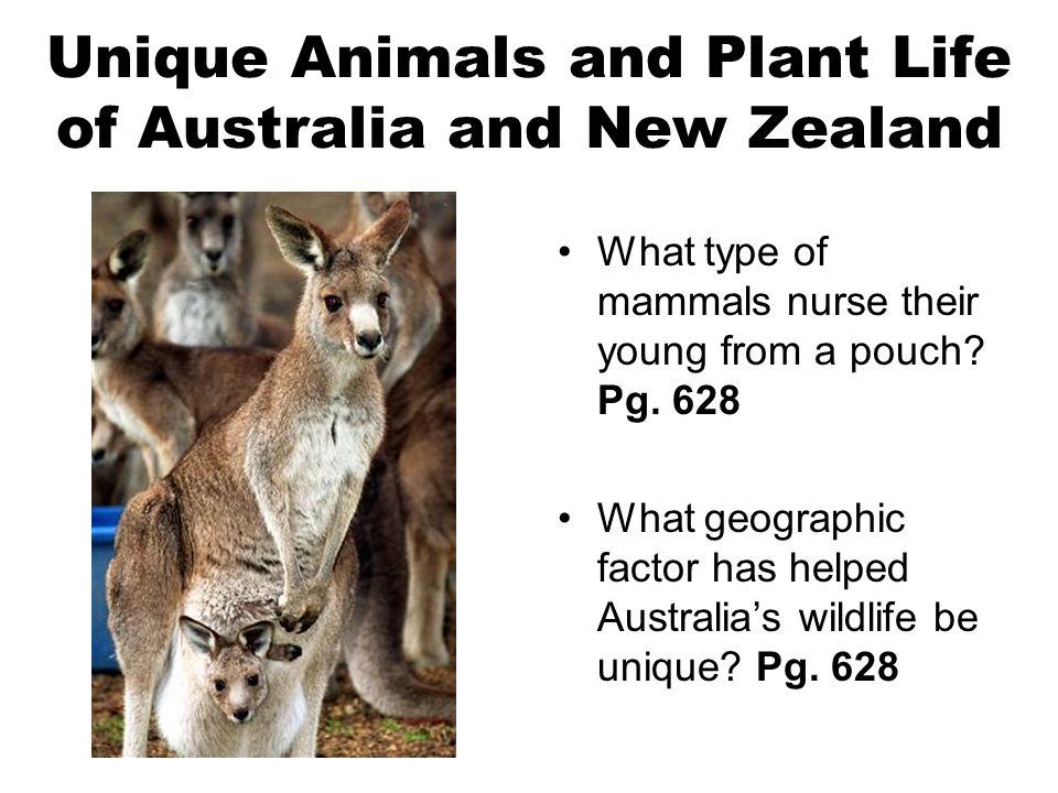 Unique Animals and Plant Life of Australia and New Zealand