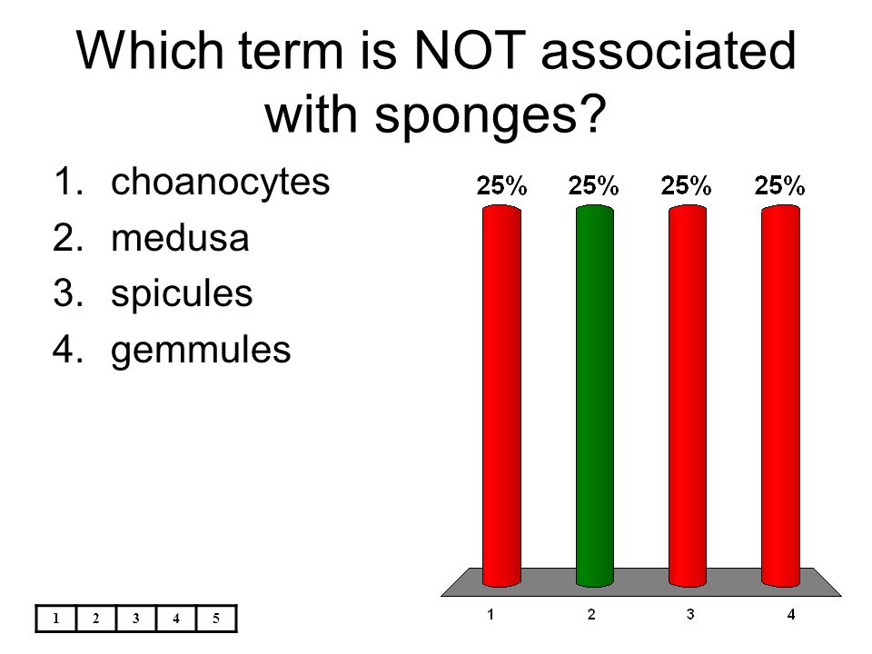 Which term is NOT associated with sponges