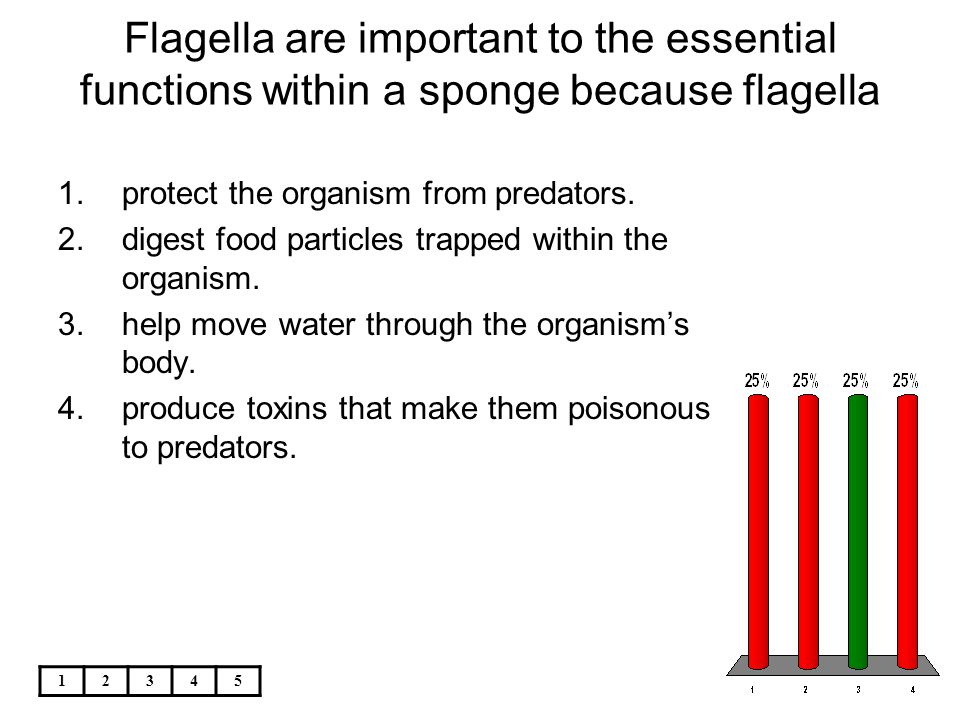 Flagella are important to the essential functions within a sponge because flagella