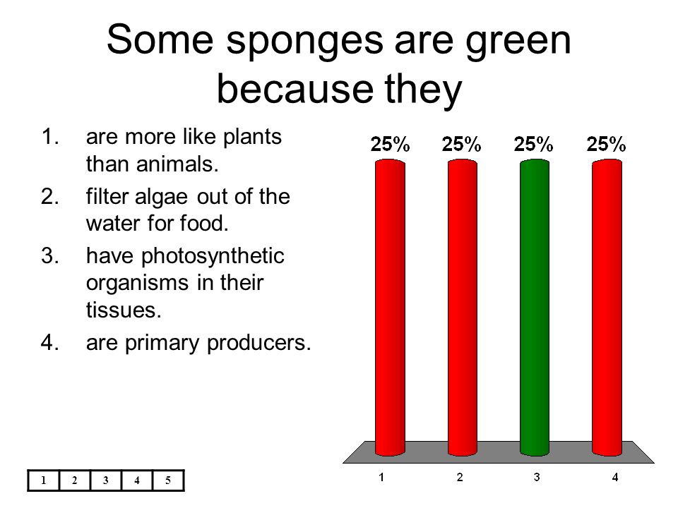 Some sponges are green because they