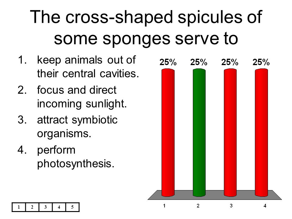 The cross-shaped spicules of some sponges serve to
