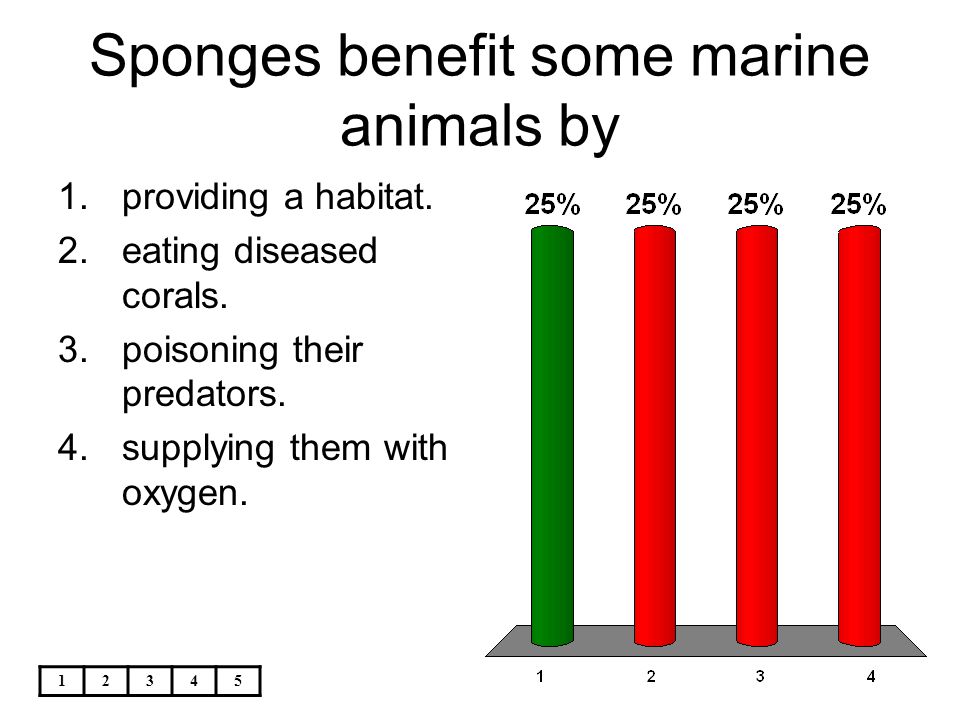 Sponges benefit some marine animals by