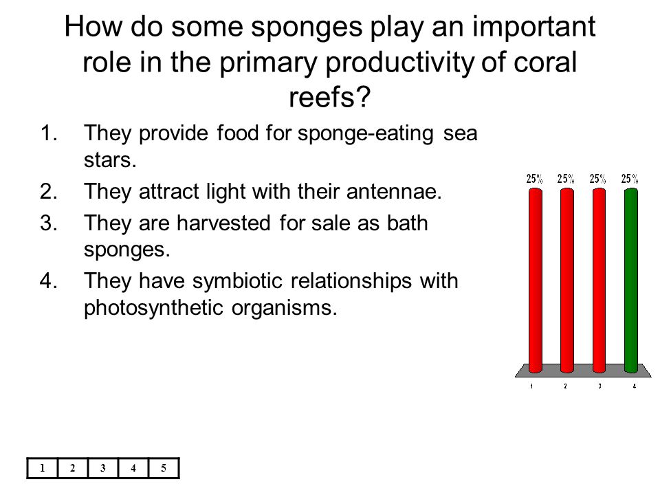 How do some sponges play an important role in the primary productivity of coral reefs