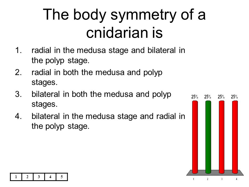 The body symmetry of a cnidarian is