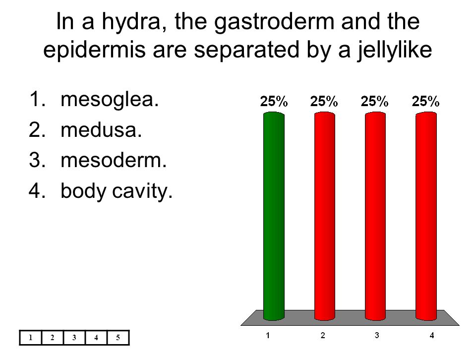 In a hydra, the gastroderm and the epidermis are separated by a jellylike
