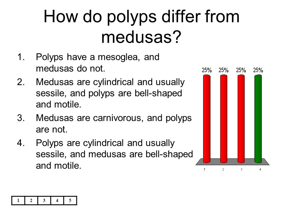 How do polyps differ from medusas