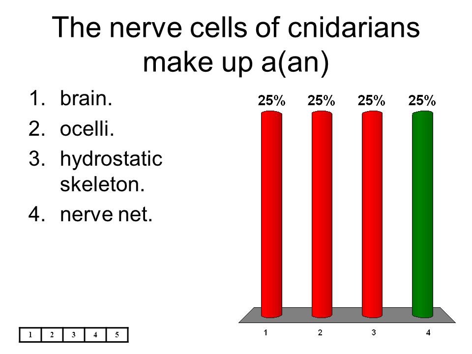 The nerve cells of cnidarians make up a(an)