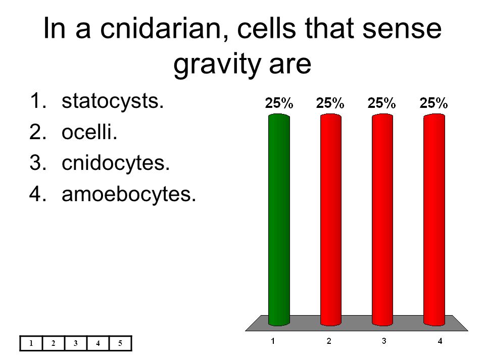 In a cnidarian, cells that sense gravity are