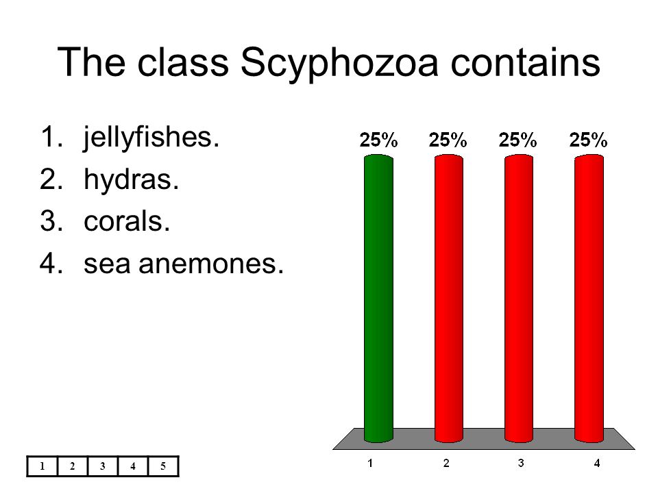 The class Scyphozoa contains