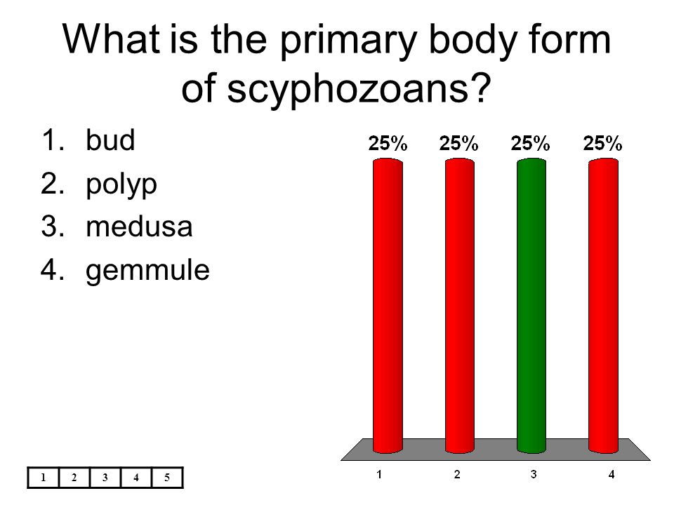 What is the primary body form of scyphozoans