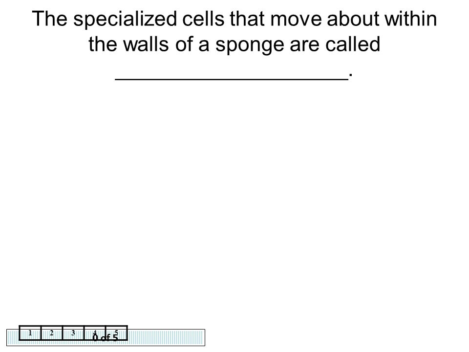 The specialized cells that move about within the walls of a sponge are called ____________________.