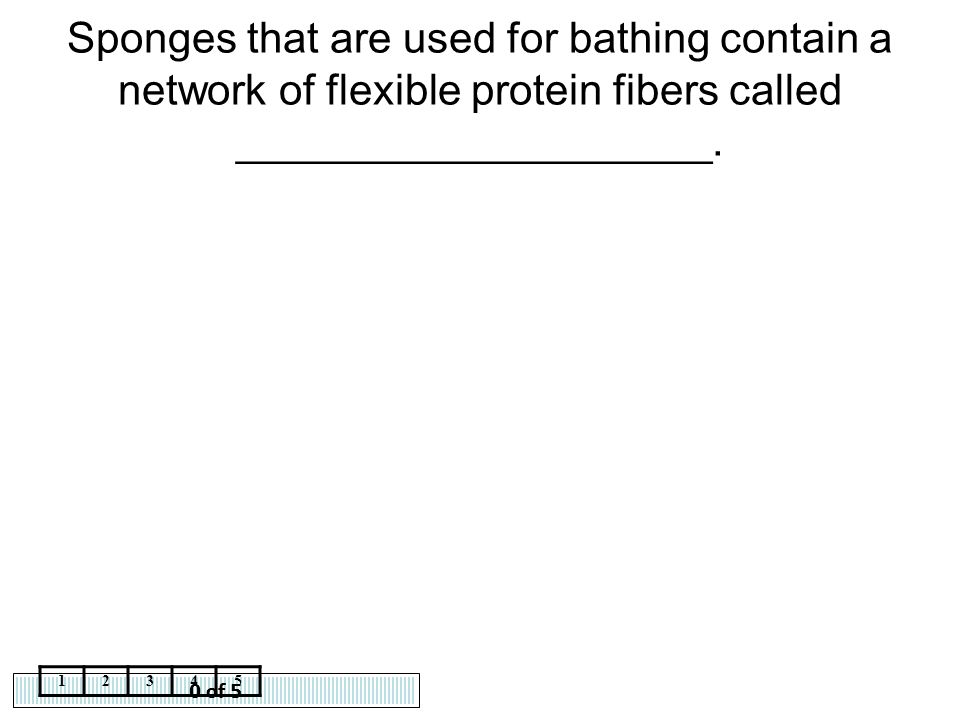 Sponges that are used for bathing contain a network of flexible protein fibers called ____________________.