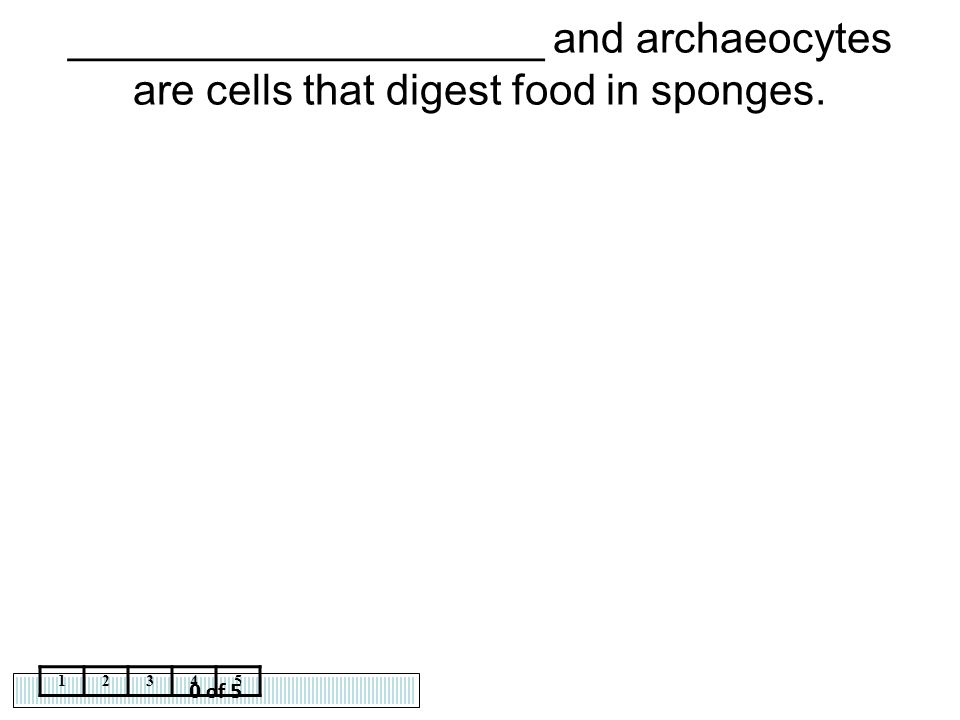 ____________________ and archaeocytes are cells that digest food in sponges.