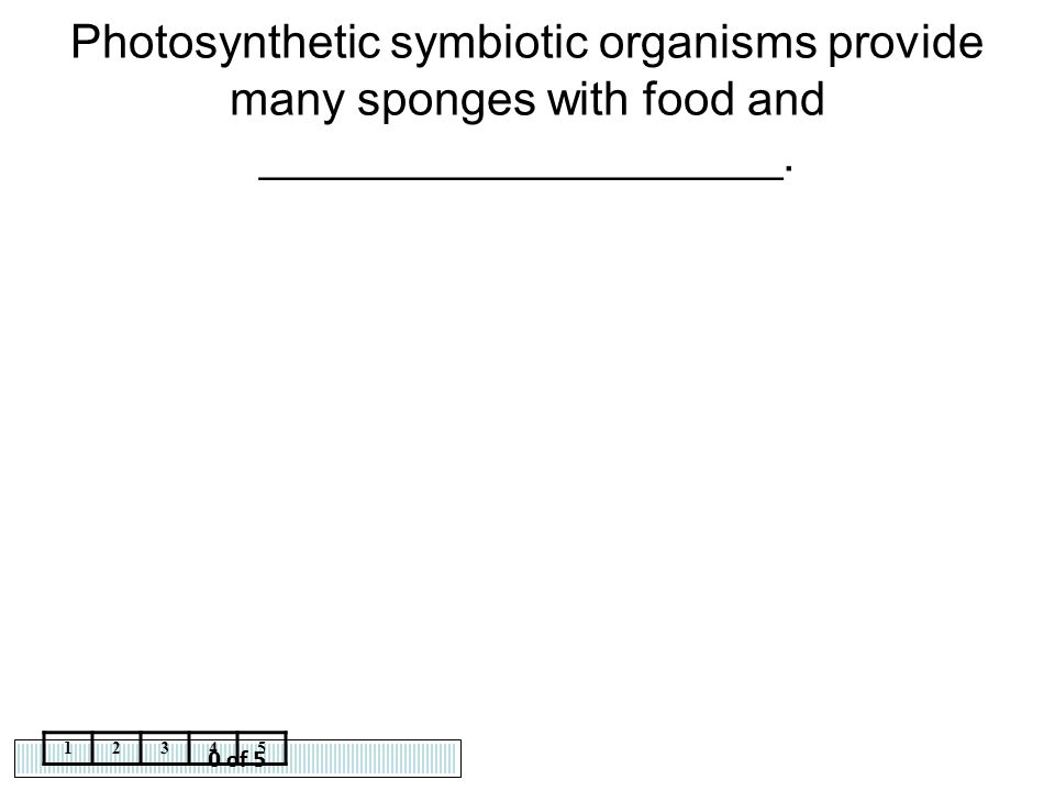 Photosynthetic symbiotic organisms provide many sponges with food and ____________________.