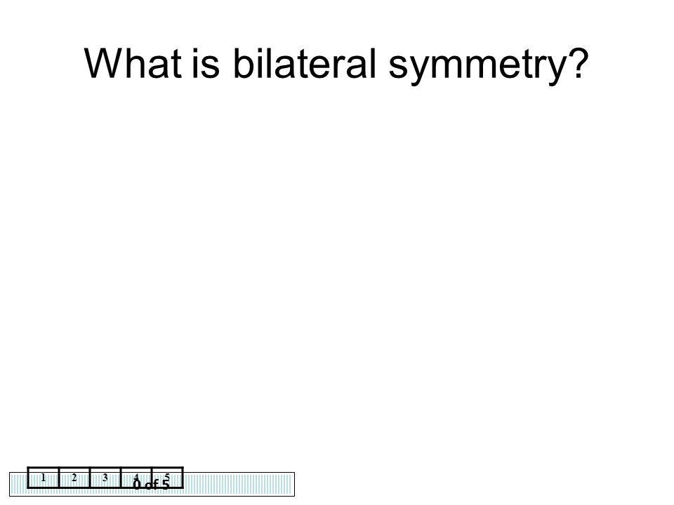 What is bilateral symmetry