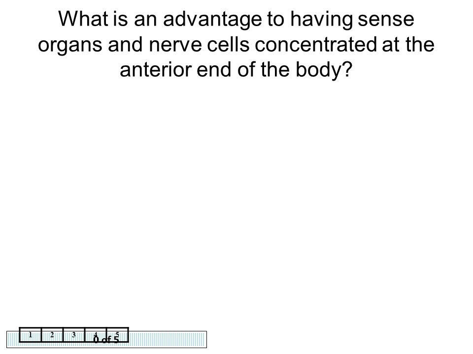 What is an advantage to having sense organs and nerve cells concentrated at the anterior end of the body