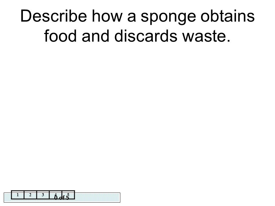 Describe how a sponge obtains food and discards waste.