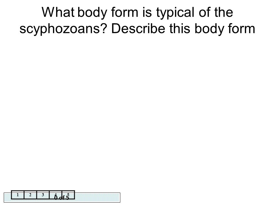 What body form is typical of the scyphozoans Describe this body form