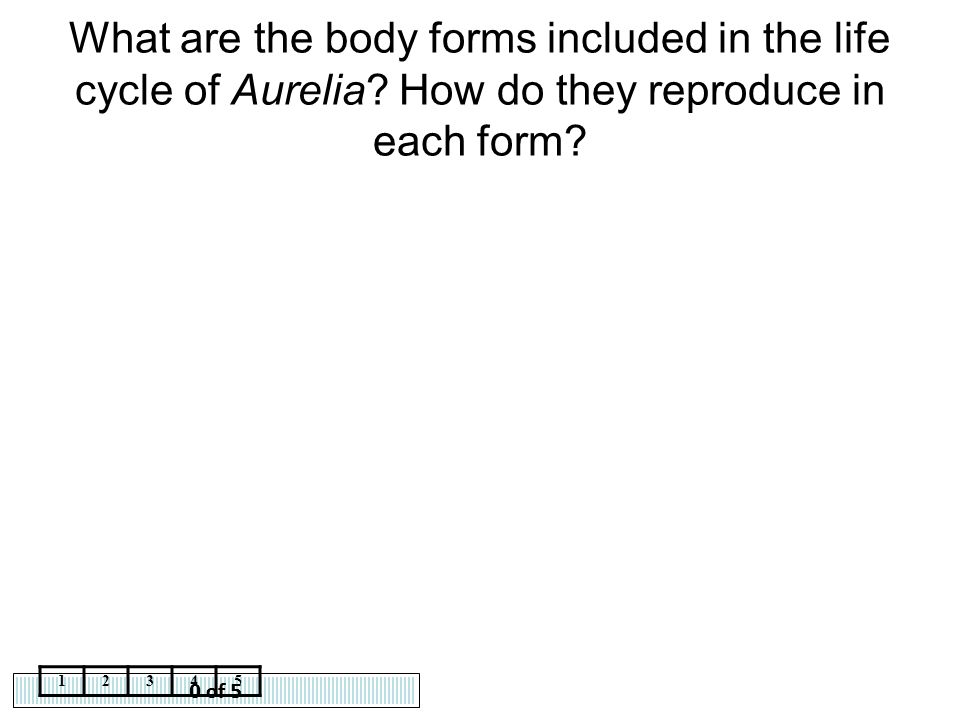 What are the body forms included in the life cycle of Aurelia