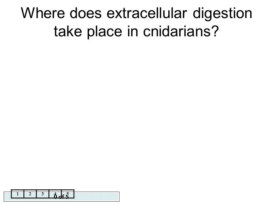 Where does extracellular digestion take place in cnidarians