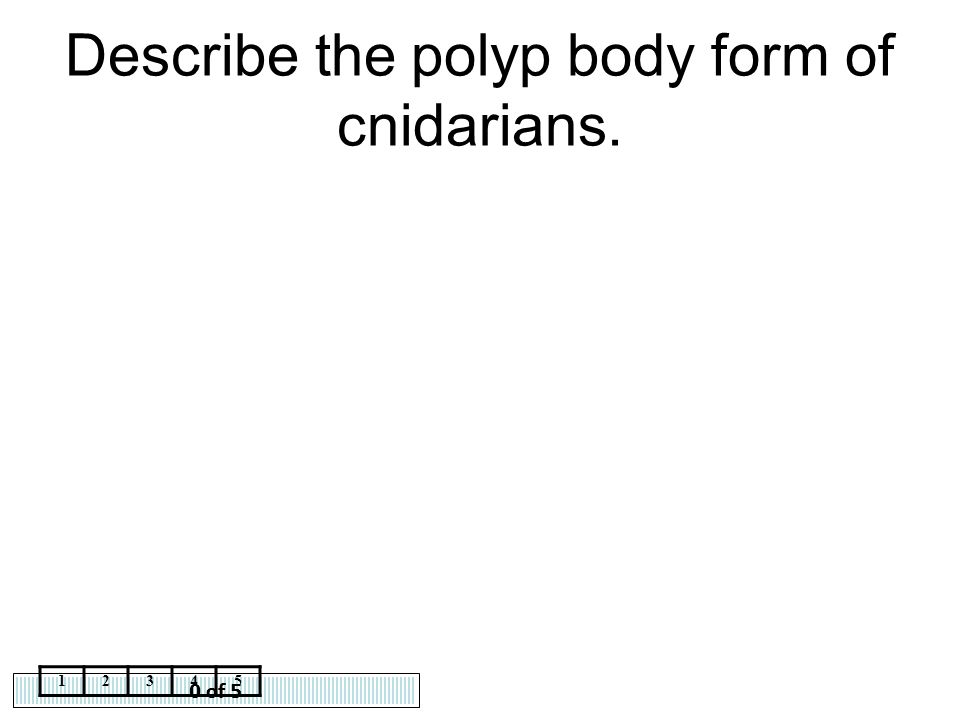 Describe the polyp body form of cnidarians.