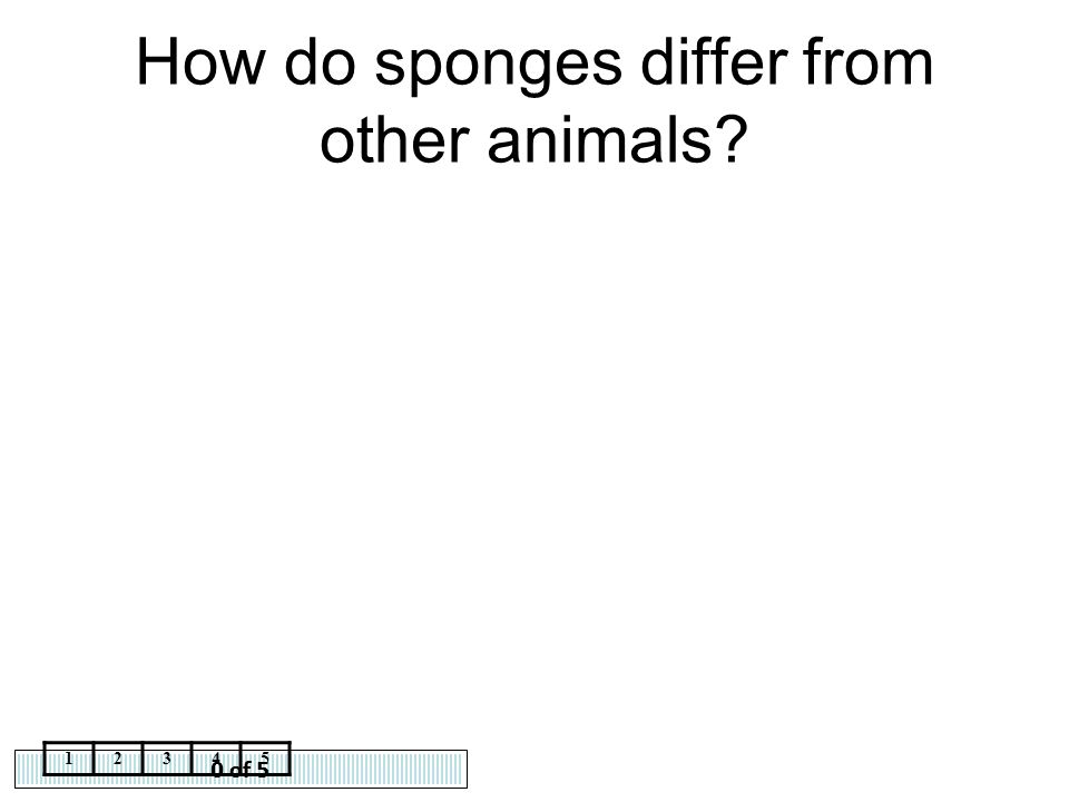 How do sponges differ from other animals