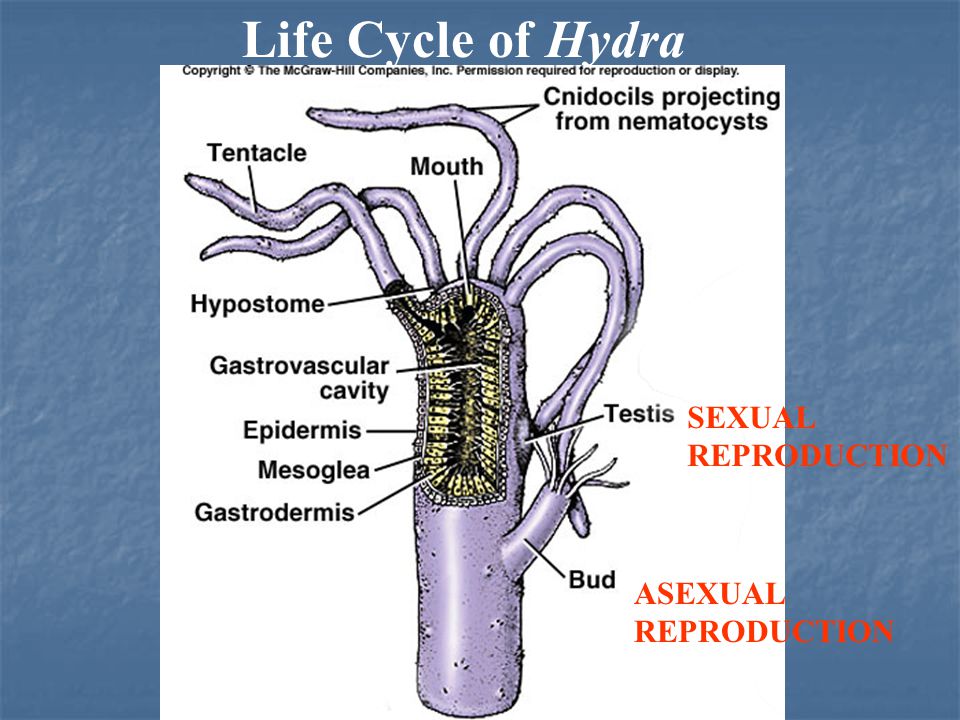 Life Cycle of Hydra SEXUAL REPRODUCTION ASEXUAL REPRODUCTION