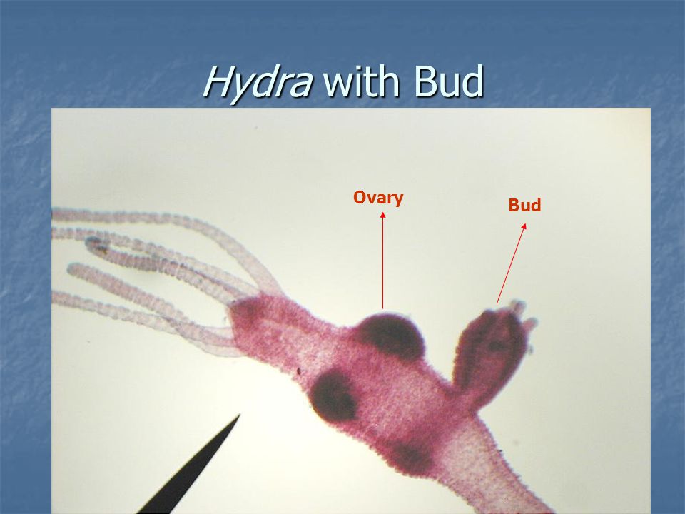 Hydra with Bud Ovary Bud