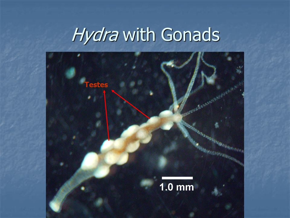 Hydra with Gonads Testes