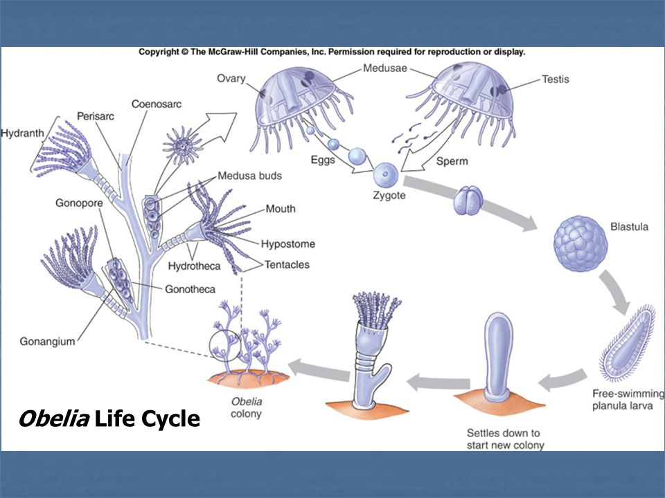 Figure Obelia Life Cycle