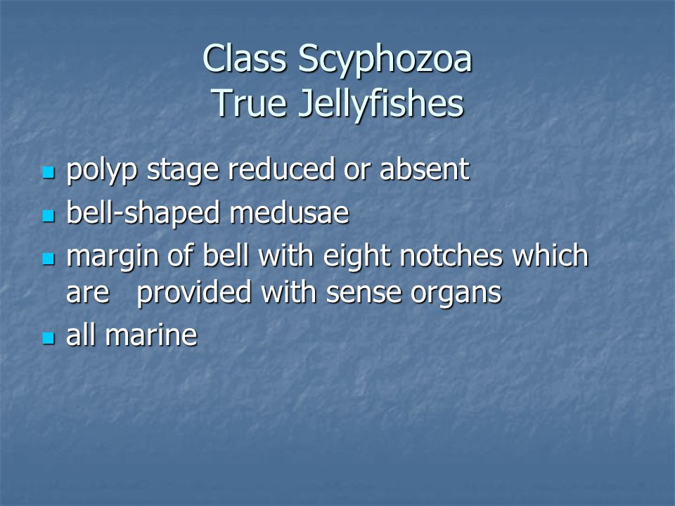 Class Scyphozoa True Jellyfishes