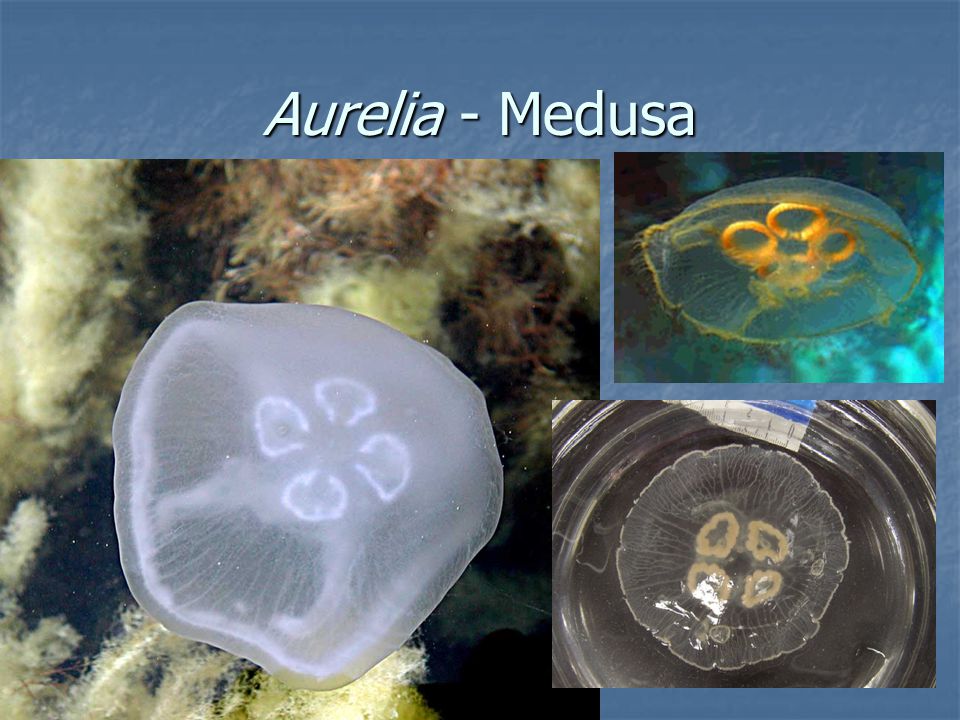 Aurelia - Medusa