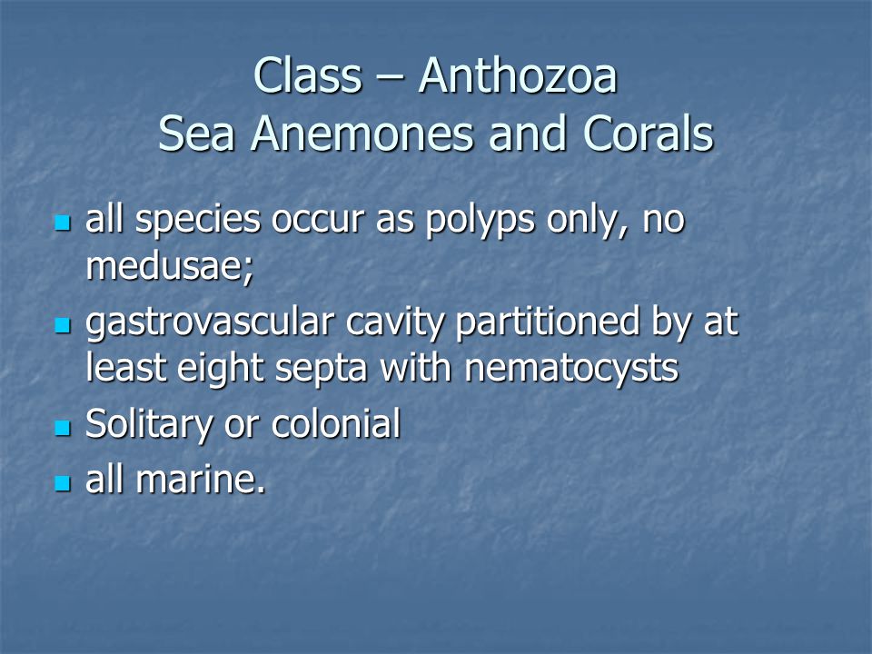 Class – Anthozoa Sea Anemones and Corals