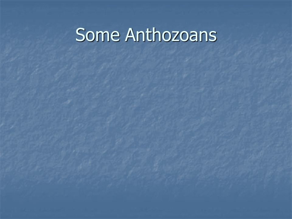 Some Anthozoans