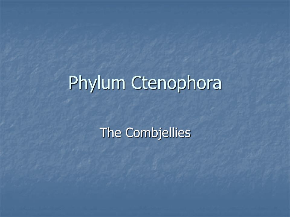 Phylum Ctenophora The Combjellies